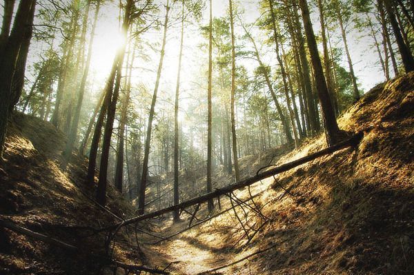 От чего защитит «зеленый щит»?