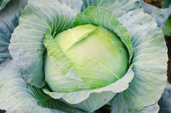 Афиша на уик-энд: катаемся на коньках, едим капусту и рисуем китов