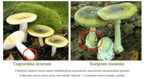 Токсикологи убедительно просят не путать поганку с сыроежкой