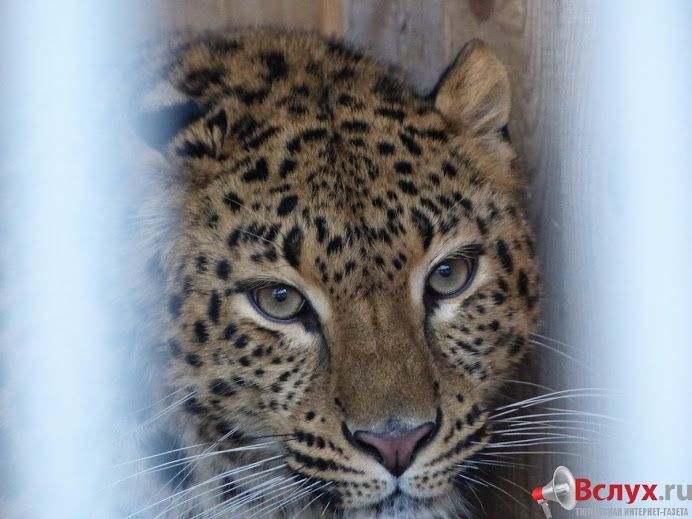 Здоровое купание: обзор горячих источников Тюмени и окрестностей