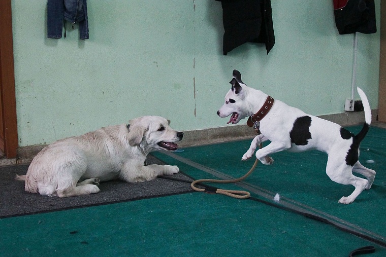 Профессия: «зоопсихолог»