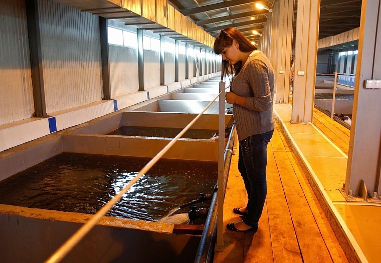 Рыбу «Пышма-96» будет продавать с колес