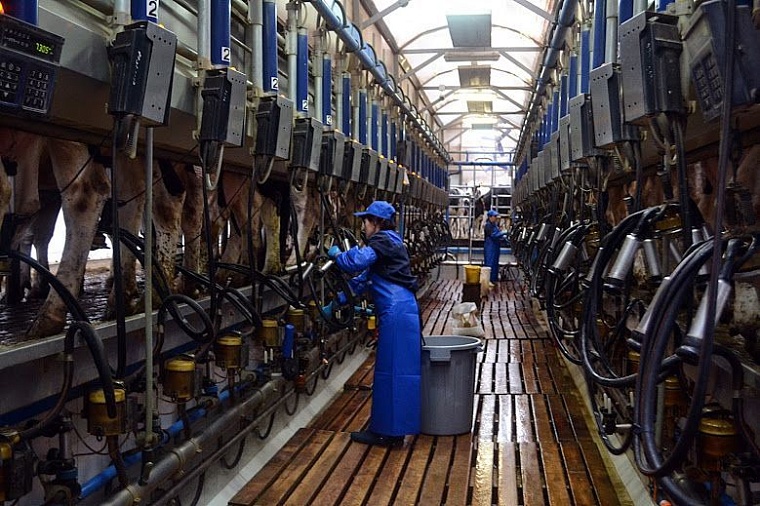 Нижнетавдинское молоко: от коровы до прилавка