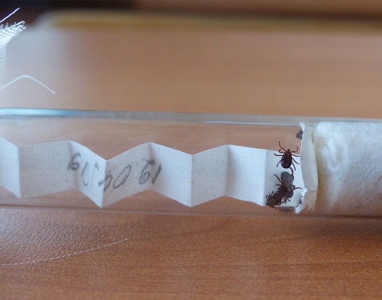 Клещей можно подцепить даже у дороги