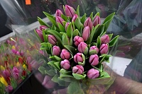Где в Тюмени купить тепличные тюльпаны к 8 Марта