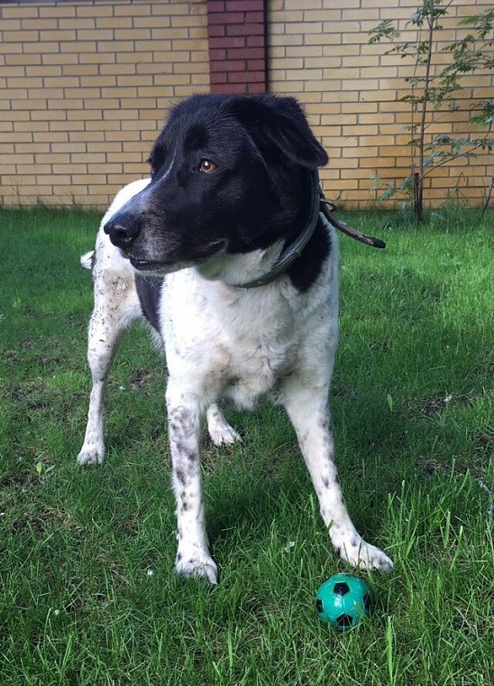 Как живет тюменская собака Ярмольника