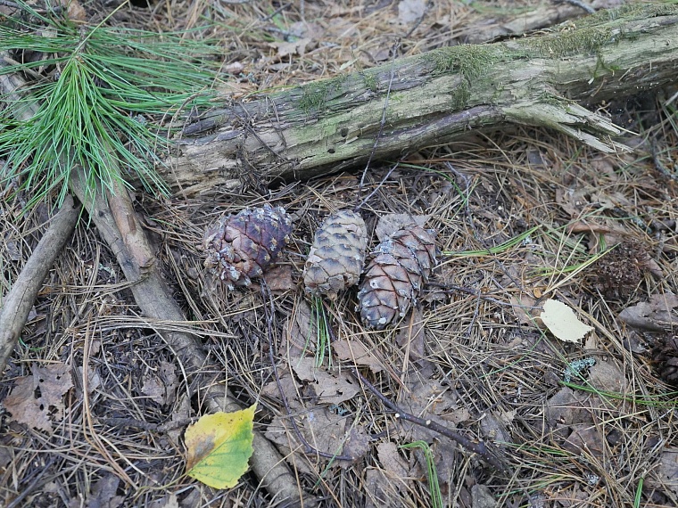 Испытано на себе: как мы кедровые шишки собирали