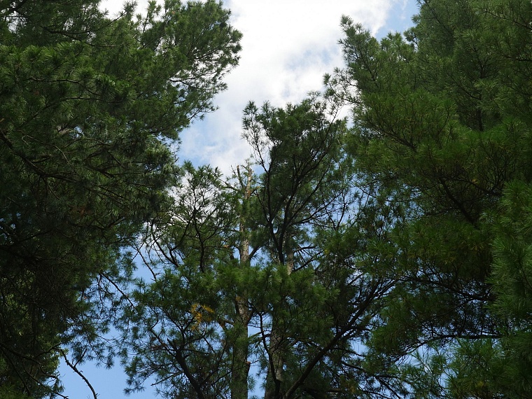 Испытано на себе: как мы кедровые шишки собирали