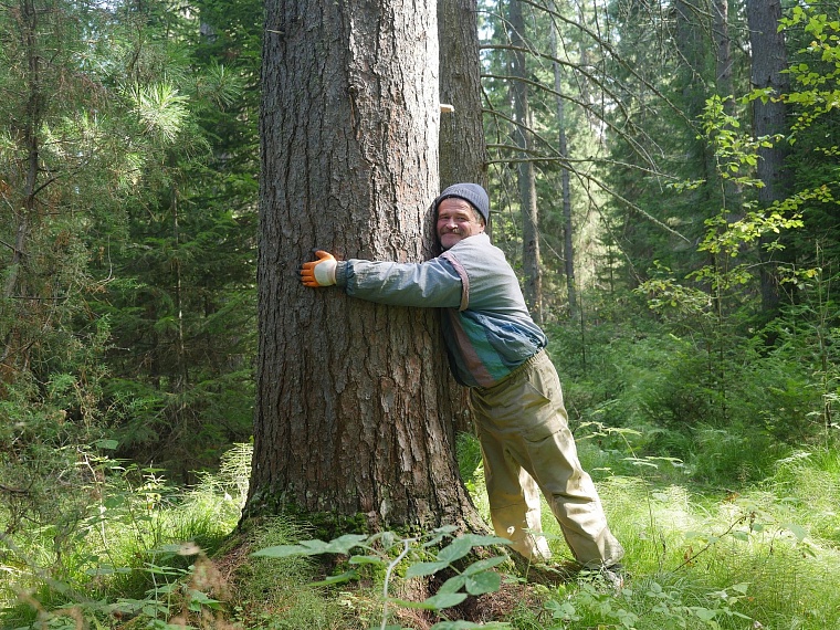 Испытано на себе: как мы кедровые шишки собирали