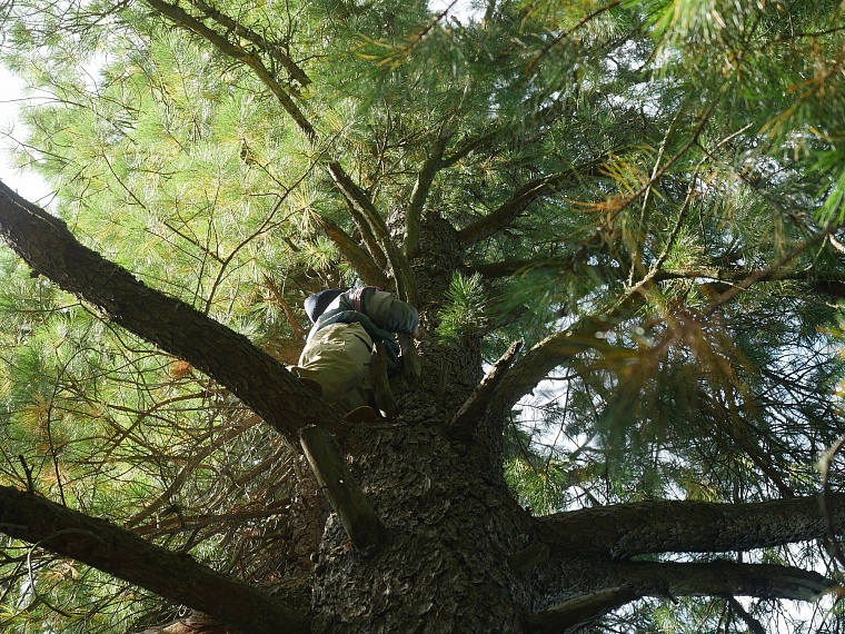 Испытано на себе: как мы кедровые шишки собирали