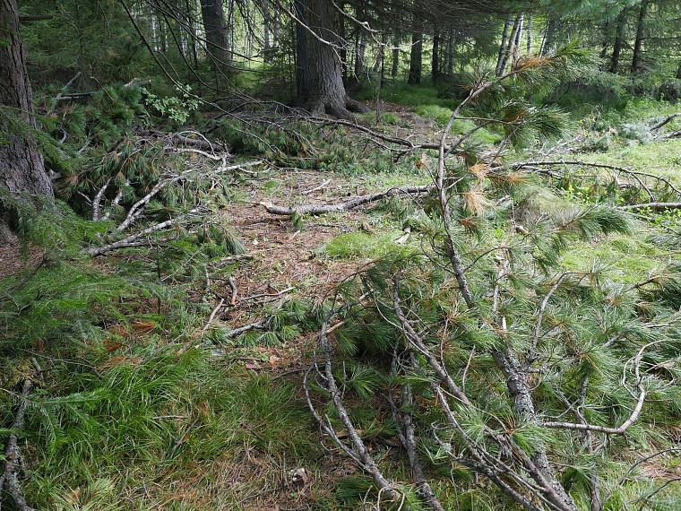 Испытано на себе: как мы кедровые шишки собирали