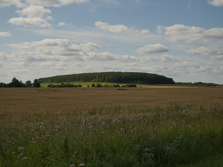 Испытано на себе: как мы кедровые шишки собирали