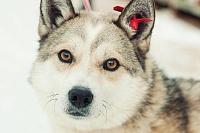 Собачья жизнь: 12 историй обитателей тюменского приюта