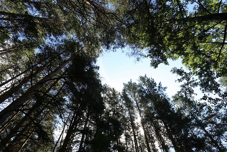 Затюменский: что ждет тюменцев в самом большом экопарке города