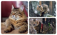 Тюменский кот Буран покоряет Инстаграм