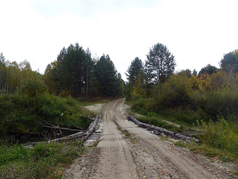 Испытано на себе: сколько можно заработать на сборе грибов