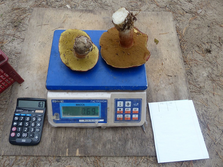 Испытано на себе: сколько можно заработать на сборе грибов