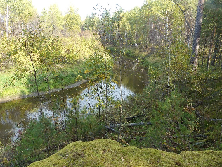 Испытано на себе: сколько можно заработать на сборе грибов