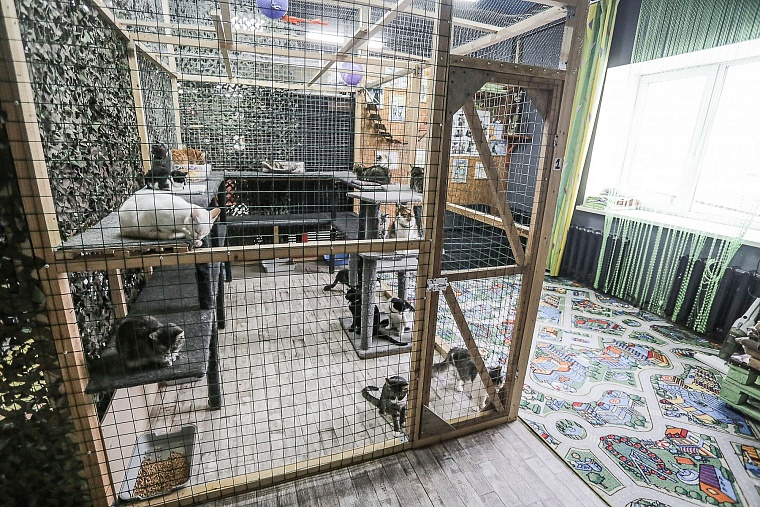 Кошачье дело: как в Тюмени заботятся о кошках, которые никому не нужны