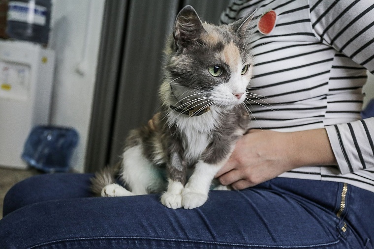 Кошачье дело: как в Тюмени заботятся о кошках, которые никому не нужны