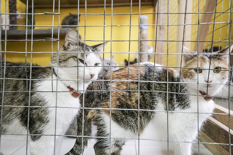 Кошачье дело: как в Тюмени заботятся о кошках, которые никому не нужны