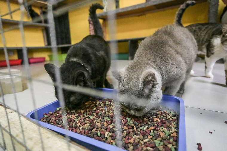 Кошачье дело: как в Тюмени заботятся о кошках, которые никому не нужны