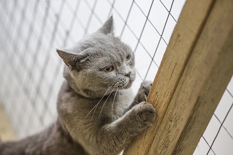 Кошачье дело: как в Тюмени заботятся о кошках, которые никому не нужны