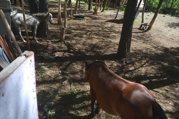 Тюменская ветстанция не смогла оценить состояние лошадей казака Афанасьева