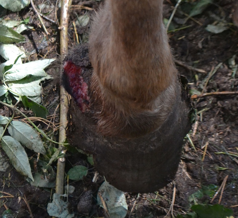 Тюменская ветстанция не смогла оценить состояние лошадей казака Афанасьева