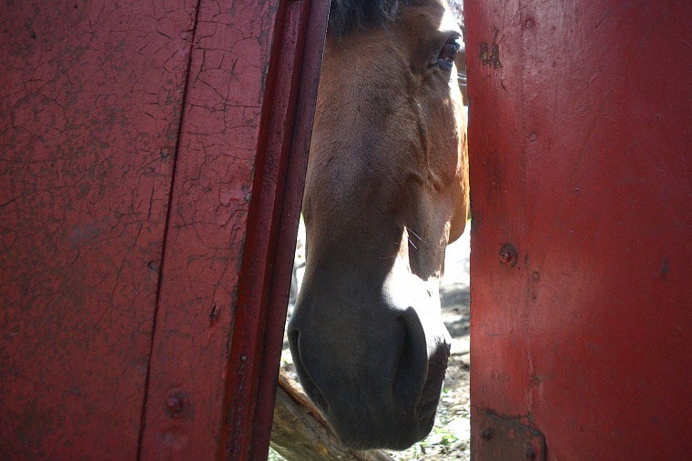 Тюменская ветстанция не смогла оценить состояние лошадей казака Афанасьева