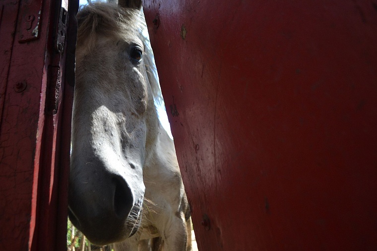 Тюменская ветстанция не смогла оценить состояние лошадей казака Афанасьева