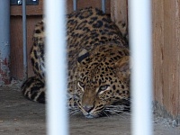 У леопарда в тюменском зоопарке пол с подогревом