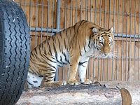 В "Тюменском зоопарке" поселились виверровые коты