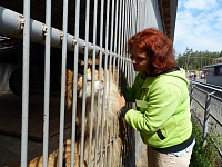 В "Тюменском зоопарке" поселились виверровые коты