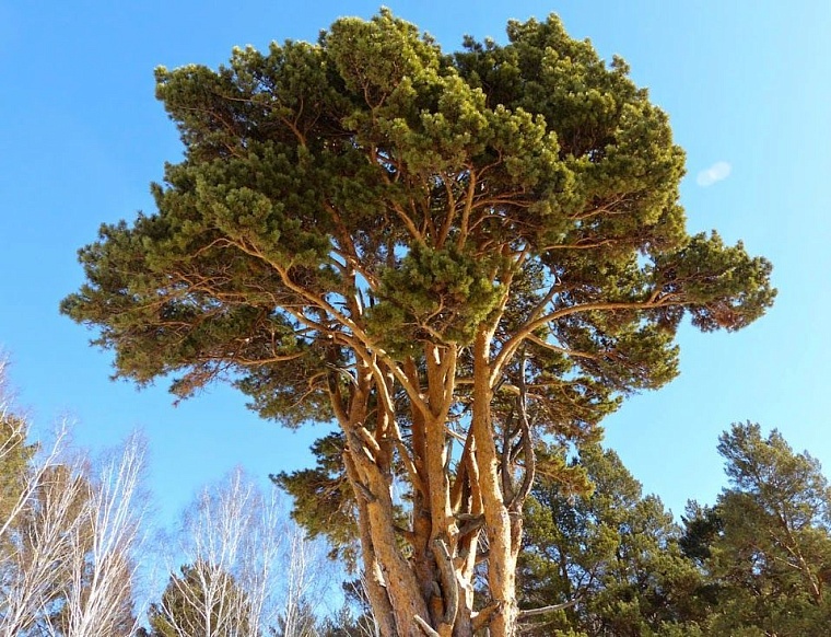 Тюменский Стоунхендж