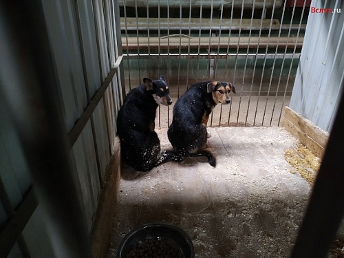 В Югре волонтеры пытаются решить проблему плохого содержания животных в частном приюте