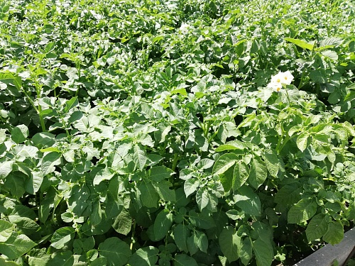 В Тюмени на опытные поля высадят 16 новых сортов картофеля