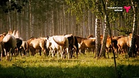 Что посмотреть в Ялуторовском районе: дикие лошади, поселение 17 века, рыбацкая деревня