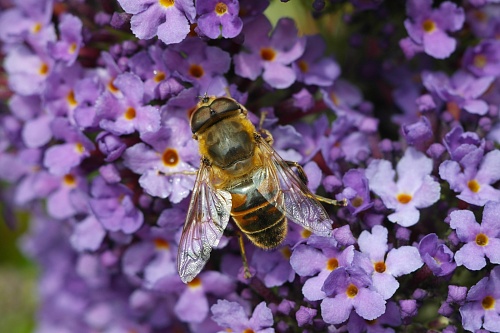 Народные приметы на 26 апреля: притча о пчеле и медунице