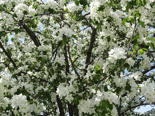 Как ухаживать за яблонями в период цветения