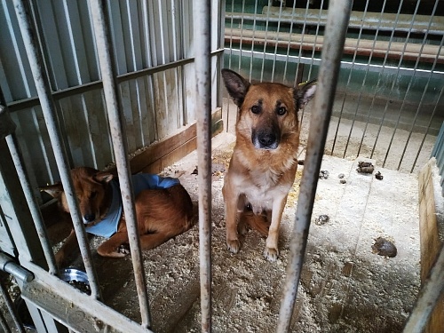 В Югре за питомцами приюта для бездомных животных можно наблюдать онлайн