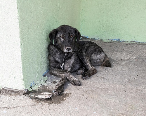 Администрация Заводоуковска выплатит 20 тысяч родителям девочки, которую укусила бездомная собака