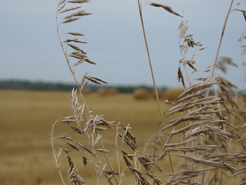 В Тюменской области начался сев зерновых и зернобобовых культур