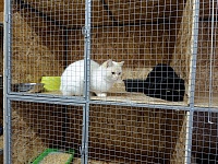 На время паводка ишимцы сдали домашних животных в приют